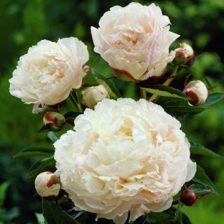 Paeonia - Piwonia Shirley Temple - 1 kłącze