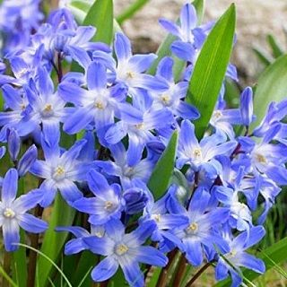 Śnieżnik niebieski - Chionodoxa forbesi blue - 10 sztuk