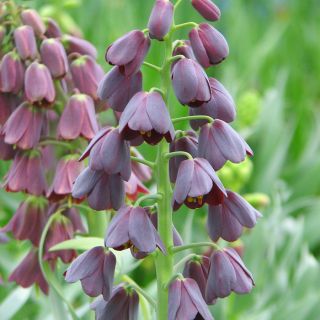 Szachownica perska czarna - Fritillaria - 1 cebulka