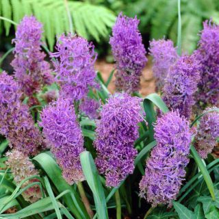 Szafirek pierzasty - Muscari Plumosum - duża paczka! - 100 szt.