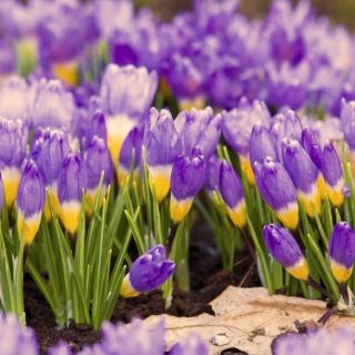 Krokus Tricolor - duża paczka! - 200 szt.