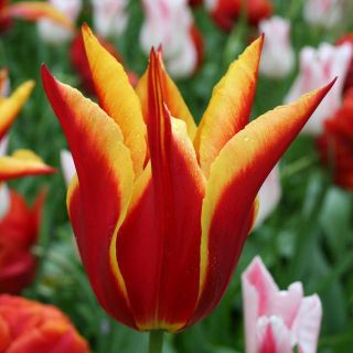 Tulipan Aladdin - 5 cebulek
