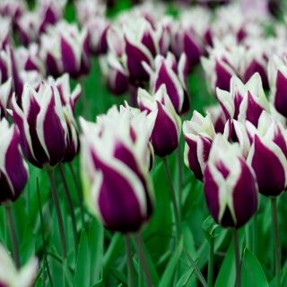Tulipan Chansonette - opak. 5 szt.