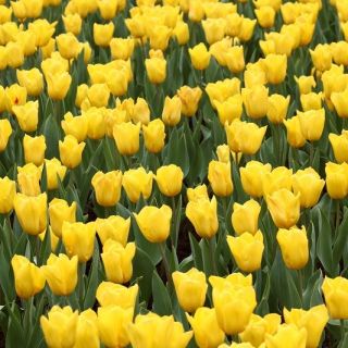Tulipan Mini Star - opak. 5 szt.