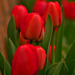 Tulipan czerwony Red - 5 cebulek