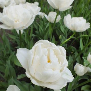 Tulipan Mount Tacoma - 5 cebulek