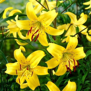 Lilia tygrysia - Yellow Tiger - 1 cebula