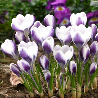 Krokus Prins Claus - 10 szt.