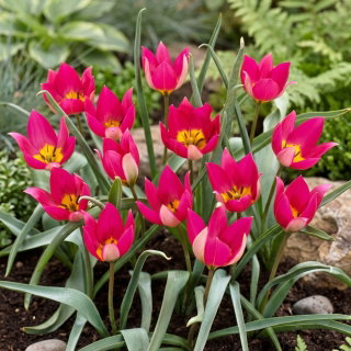 Tulipan Persian Pearl - opak. 5 szt.