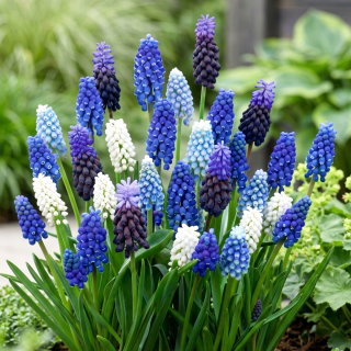 Szafirek - Muscari - zestaw kolorowych odmian - 160 szt.