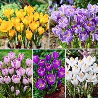 Krokus wielkokwiatowy - 5 odmian - 100 szt.