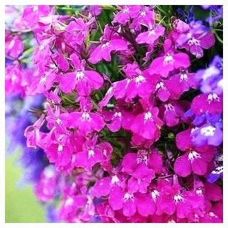 Lobelia zwisła - karminowoczerwona - 3200 nasion