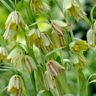 Szachownica hermońska - Fritillaria hermonis ssp. amana - 5 cebulek