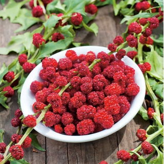 Komosa rózgowa - Strawberry Sticks - 120 nasion