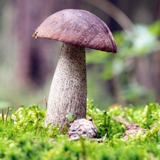 Koźlarz czarnobrązowy - grzybnia
