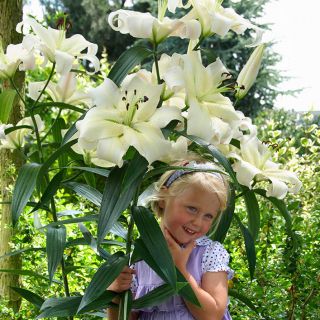 Lilia drzewiasta OT Pretty Woman - 1 cebula