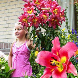 Lilia drzewiasta OT Satisfaction - 1 cebula