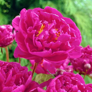 Piwonia, Paeonia - Karl Rosenfield - 1 kłącze