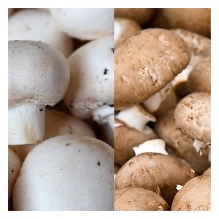 Pieczarka biała i brązowa - zestaw 2 w 1 do uprawy w domu i ogrodzie - 10 kg