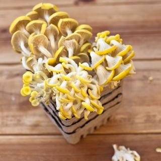 Boczniak cytrynowy - uprawa w domu i ogrodzie - op. 1 kg