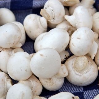 Pieczarka biała - własna uprawa w domu i ogrodzie - 10 kg