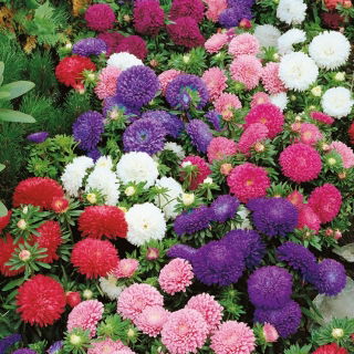 Aster chiński karłowy – mieszanka - 625 nasion