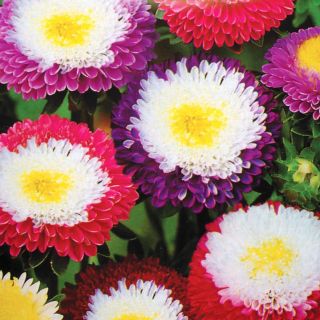 Aster chiński Supreme - mieszanka - 250 nasion