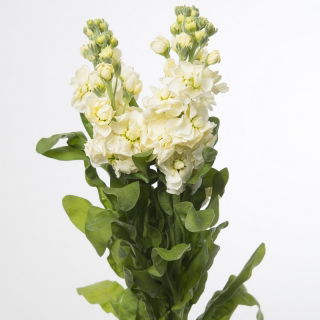 Lewkonia letnia Excelsior żółta - 300 nasion