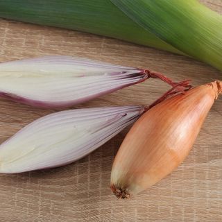 Cebula Sopelek - odmiana o podłużnym kształcie - 500 nasion