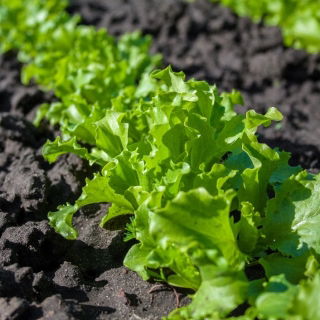 Sałata liściowa Salad Bowl zielona, dębolistna