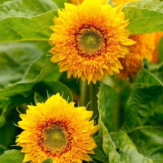 Słonecznik ozdobny średnio-wysoki półpełny