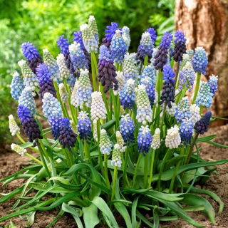 Mglisty poranek - Zestaw 4 odmian szafirków - 80 szt.