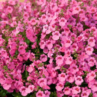 Diaskia Pink Queen - 450 nasion