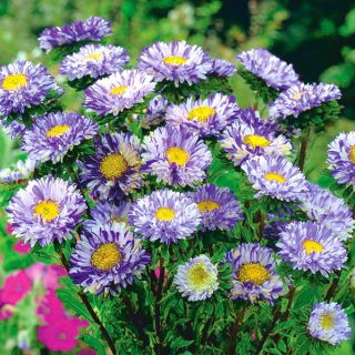 Aster karłowy - Ribbon Blue - niebieski