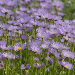Aster alpejski - mieszanka - 240 nasion