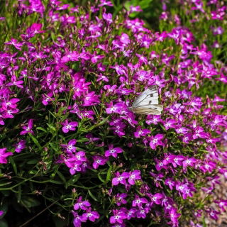 Lobelia fioletowa Mitternachtsblau - 6400 nasion