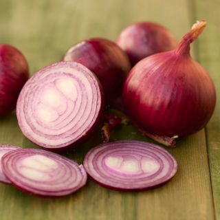 Cebula Wenta