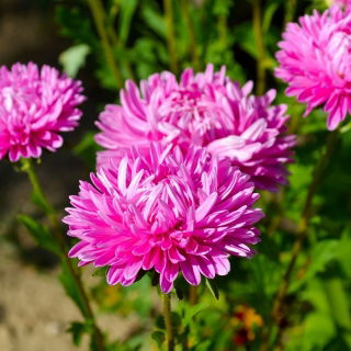 Aster chiński Contraster - różowobiały - 250 nasion