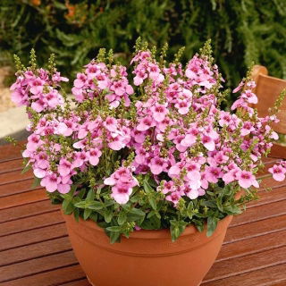 Diaskia Pink Queen - 450 nasion