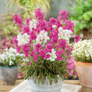 Firletka smółka - mieszanka odmian