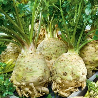 Seler korzeniowy Dolvi - duży korzeń, białokremowy, kruchy miąższ - 900 nasion