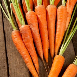Marchew Rubrovitamina - średniowczesna, typ karotka - szczególnie polecana na soki - 4250 nasion