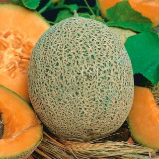 Melon Emir F1 - 18 nasion