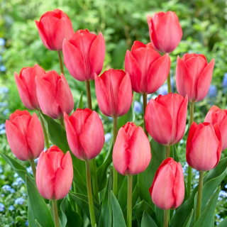 Tulipan Van Eijk - 5 cebulek