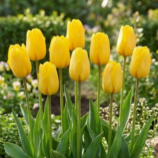 Tulipan żółty - Yellow - paczka XXL - 50 cebulek