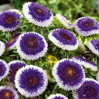 Aster chiński Blue Moon - 250 nasion