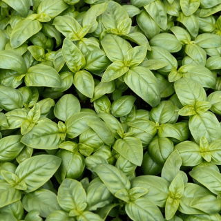 BIO Bazylia Italiano Classico - Certyfikowane nasiona ekologiczne - 325 nasion