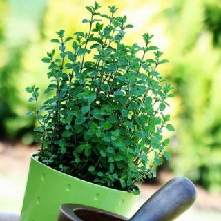 Domowy ogródek - Oregano - do uprawy w domu i na balkonie