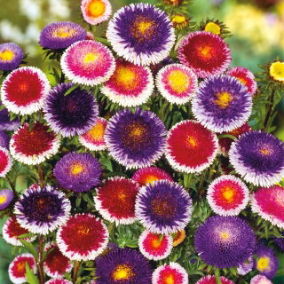 Aster chiński Liliput Moonshine mieszanka