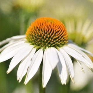Rudbekia purpurowa o kwiatach białych - 150 nasion